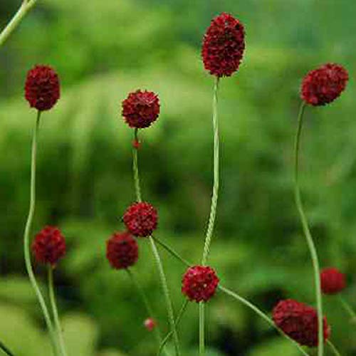 6 x Wiesenknopf 'Tanna' - Sanguisorba Officinalis 'Tanna' Topf 9x9cm: Rote Blüten für sonnige Standorte von Arborix, grüner und billiger!