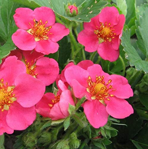 6 x Zier-Erdbeere 'Pink Panda' - Fragaria 'Pink Panda' Topf 9x9cm: Rosa Blüten, essbare Früchte, kompakter Wuchs, dekorativ für Garten und Balkon. von Arborix, grüner und billiger!