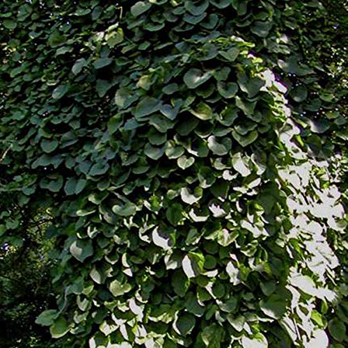 Aristolochia Macrophylla (= Durior) - Pfeifenwinde 50-60 cm Pflanzcontainer von Arborix, grüner und billiger!