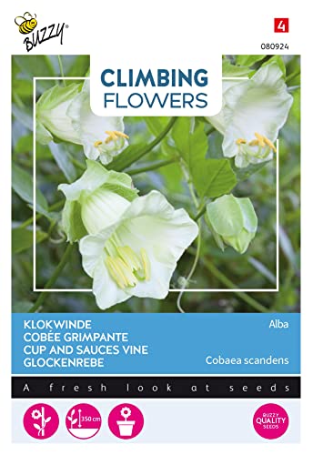 Buzzy Climbing Flowers, Cobaea Alba Weiß von Arborix, grüner und billiger!