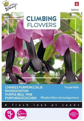 Buzzy Climbing Flowers, Rhodochiton Purple Bells von Arborix, grüner und billiger!