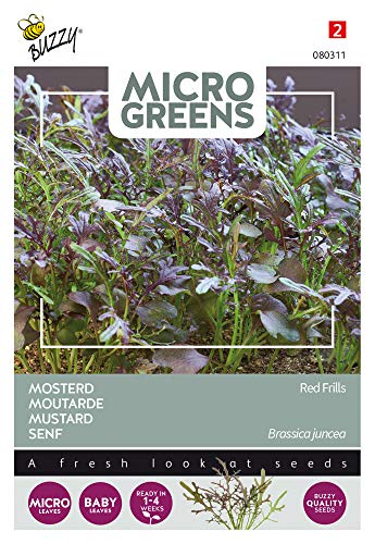 Buzzy Microgreens, Blattsenf Red Frills von Arborix, grüner und billiger!