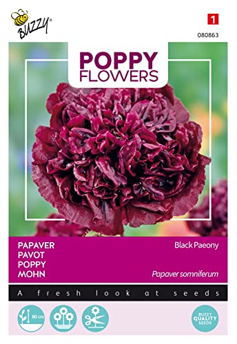 Buzzy Poppy Flowers, Mohn Black Paeony von Arborix, grüner und billiger!