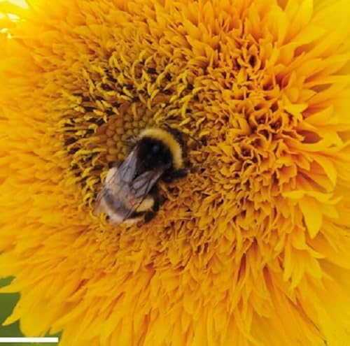 Buzzy Sunny Flowers, Niedrige Sonnenblume Sungold gefullte von Arborix, grüner und billiger!