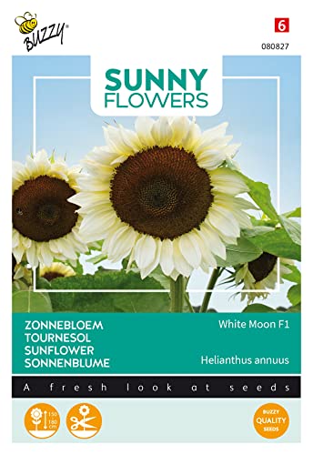 Buzzy Sunny Flowers, Sonneblume White Moon F1 von Arborix, grüner und billiger!