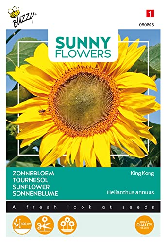 Buzzy Sunny Flowers, Sonnenblume King Kong von Arborix, grüner und billiger!