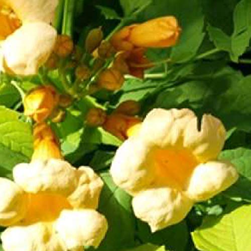 Campsis Radicans 'Flava' - Gelbe Trompetenblume 50-60 cm Pflanzcontainer von Arborix, grüner und billiger!