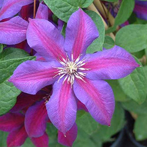 Clematis 'Mrs N. Thompson' - Waldrebe 50-60 cm Pflanzcontainer von Arborix, grüner und billiger!