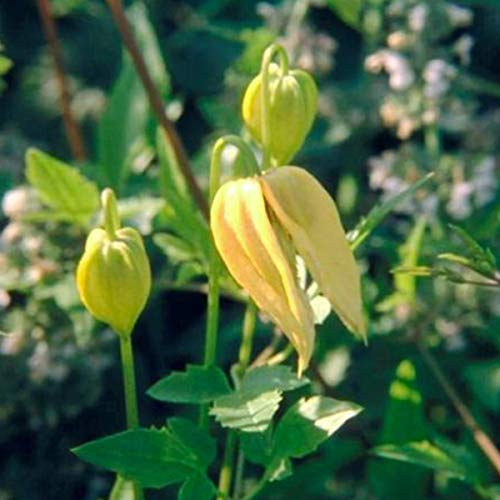 Clematis Tangutica - Waldrebe 50-60 cm Pflanzcontainer von Arborix, grüner und billiger!