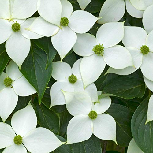 Cornus Kousa 'China Girl' – Japanisch-Cornuller 'China Girl' 50 – 60 cm im Behälter von Arborix, grüner und billiger!