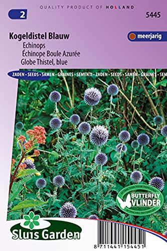 Echinope Kugel Azurée blau – Saatgut für Blumen von Arborix, grüner und billiger