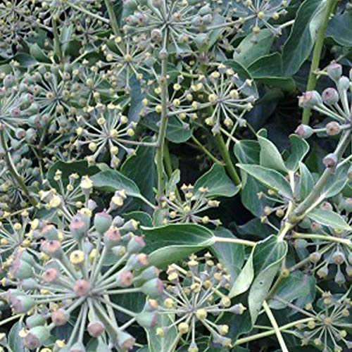 Hedera Helix 'Arborescens' - Strauch-Efeu 30-40 cm Pflanzcontainer von Arborix, grüner und billiger!