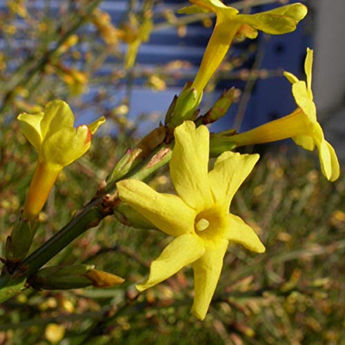 Jasminum Nudiflorum - Echter Winter-Jasmin 50-60 cm Pflanzcontainer von Arborix, grüner und billiger!
