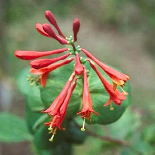 Lonicera Brownii 'Dropmore Scarlet' - Geißschlinge 'Dropmore Scarlet' 50-60 cm Pflanzcontainer von Arborix, grüner und billiger!