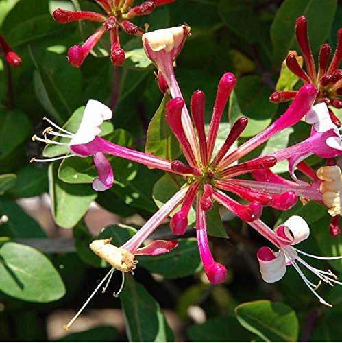 Lonicera Periclymenum 'Belgica Select' - Wald-Geißschlinge 50-60 cm Pflanzcontainer von Arborix, grüner und billiger!