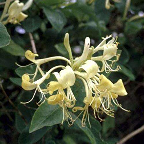 Lonicera Periclymenum - Wald-Geißschlinge 50-60 cm Pflanzcontainer von Arborix, grüner und billiger!