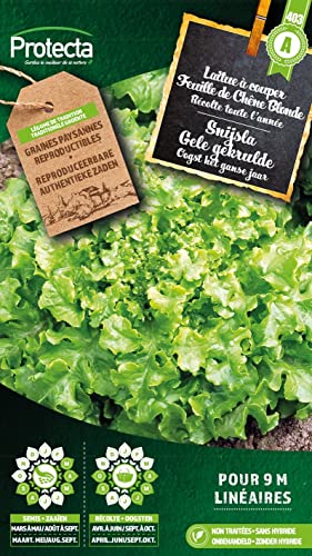 Schnittsalat Eichenblatt Blonde- Protecta Samen bäuerl. von Arborix, grüner und billiger!