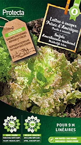 Schnittsalat Frisée d'Amérique- Protecta Samen bäuerl. von Arborix, grüner und billiger!