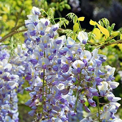 Wisteria Floribunda 'Multijuga' - Edelblauregen 50-60 cm Pflanzcontainer von Arborix, grüner und billiger!