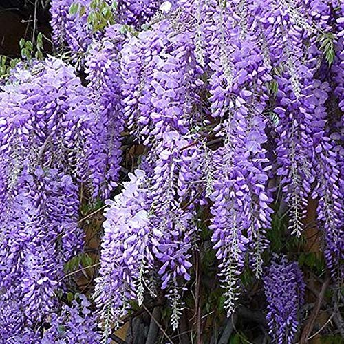 Wisteria Sinensis 'Prolific' - Chinesischer Edelblauregen 50-60 cm Pflanzcontainer von Arborix, grüner und billiger!