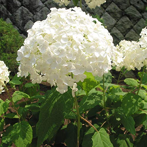 3 x Hydrangea 'Annabelle' Hortensien Virginia 'Annabelle' 30-50 cm Container 3 x Hydrangea 'Annabelle' Hortensien Virginia 'Annabelle' 30-50 cm Container von Arborix