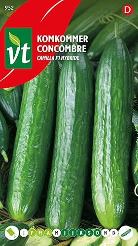 Gurke Louisa F1 Hybrid - Gemüsesamen von Arborix, plus vert - moins cher