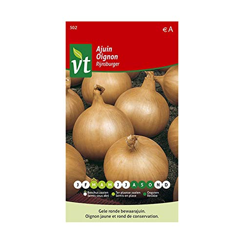 Rijnsburger Zwiebel - Gemüsesamen von Arborix, plus vert - moins cher