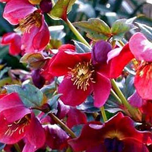 6 x Schneerose 'Red Lady' - Helleborus Orientalis 'Red Lady': Dunkelrote Christrosenblüten. von Arborix, grüner und billiger!