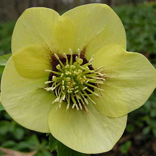 6 x Schneerose 'Yellow Lady' - Helleborus Orientalis 'Yellow Lady': Gelbe Christrosenblüten. von Arborix, grüner und billiger!