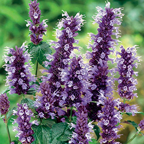 6 x Duftnessel Black Adder - Agastache 'Black Adder' Topf 9x9cm: Dunkelviolette Blüten für Schmetterlinge. von Arborix, grüner und billiger!