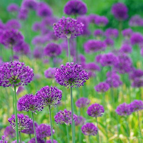 6 x Riesenlauch Purple Sensation - Allium 'Purple Sensation' Topf 9x9cm: Lila Blütenbälle im Garten. von Arborix, grüner und billiger!