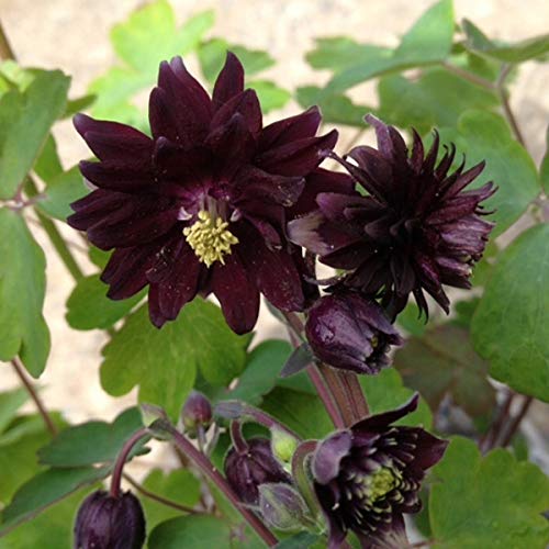 6 x Kurzspornige Akelei - Aquilegia Vulgaris 'Black Barlow' Topf 9x9cm: Dunkle Schönheit für schattige Bereiche. von Arborix, grüner und billiger!