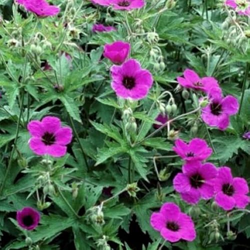 6 x Armenischer Storchschnabel - Geranium Psilostemon: Beliebte Sorte mit roten Blüten. 6 x Armenischer Storchschnabel - Geranium Psilostemon: Beliebte Sorte mit roten Blüten. von Arborix