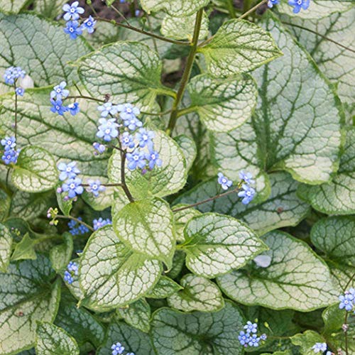 6 x Kaukasusvergissmeinnicht - Brunnera Macrophylla Topf 9x9cm: Blaue Blüten, herzförmige Blätter, wintergrün. von Arborix, grüner und billiger!