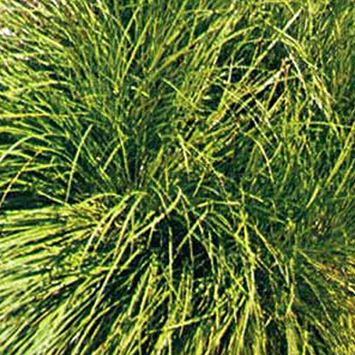 6er-Set Schattenliebende Segge - Carex Umbrosa: Dunkler Charme im 9x9cm Topf. von Arborix, grüner und billiger!