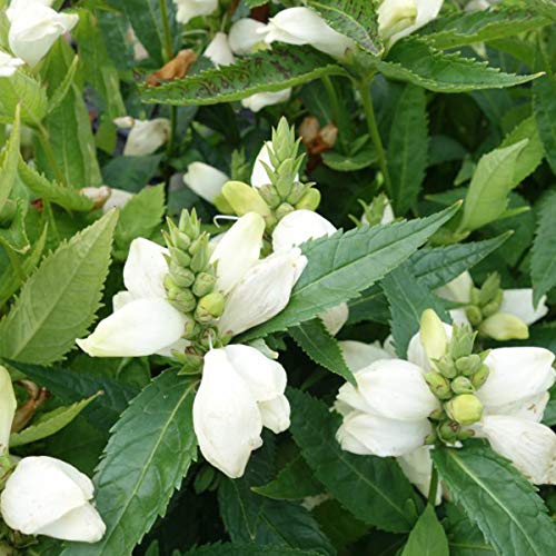 6 x Chelone Obliqua 'Alba' - Schlangenkopf Alba Topf 9x9cm von Arborix