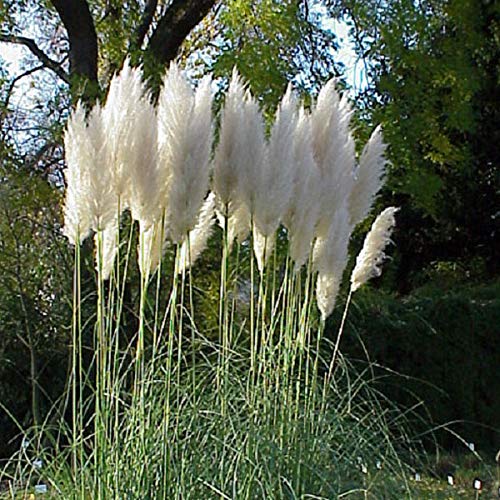 6 x Cortaderia Selloana - Pampasgras Pflanzcontainer 9cm x 9cm von Arborix