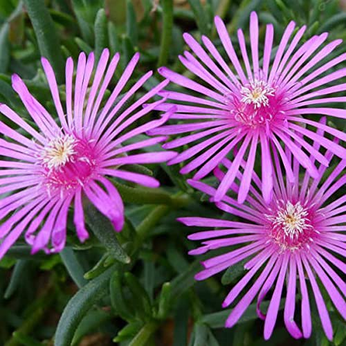 6 x Stauden Mittagsblume - Delosperma Cooperi Topf 9x9cm: Leuchtend rosa Blüten, wärmeliebend, perfekt für Trockenmauern und sonnige Beete. von Arborix, grüner und billiger!
