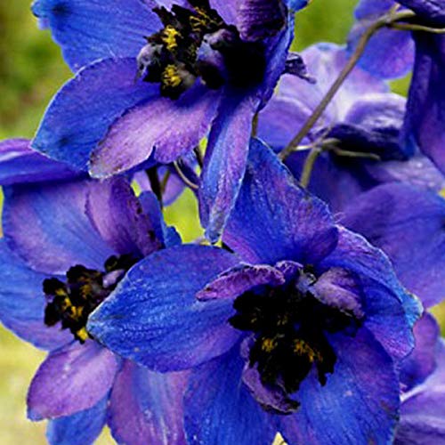 6 x Pacific Rittersporn 'Black Knight' - Delphinium 'Black Knight' Topf 9x9cm: Dunkelviolette Blüten, auffällige Höhe, perfekt für Schnittblumenarrangements. von Arborix, grüner und billiger!