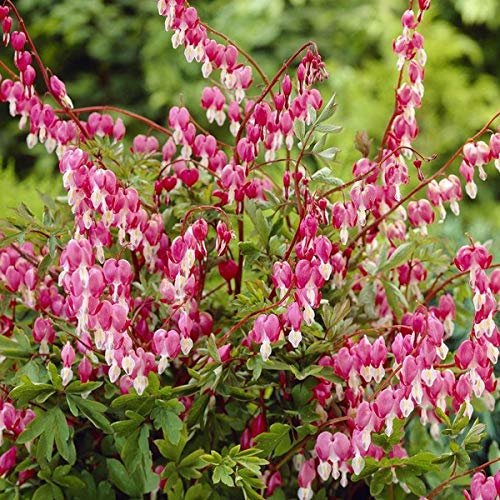 6 x Hohe Herzblume Tränendes Herz - Dicentra Spectabilis Topf 9x9cm von Arborix, grüner und billiger!