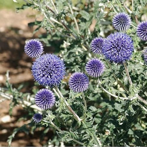 6 x Ruthenische Kugeldistel - Echinops Ritro Topf 9x9cm: Blaue Kugelblüten, trockenheitsverträglich, bienenfreundlich, robust. von Arborix, grüner und billiger!