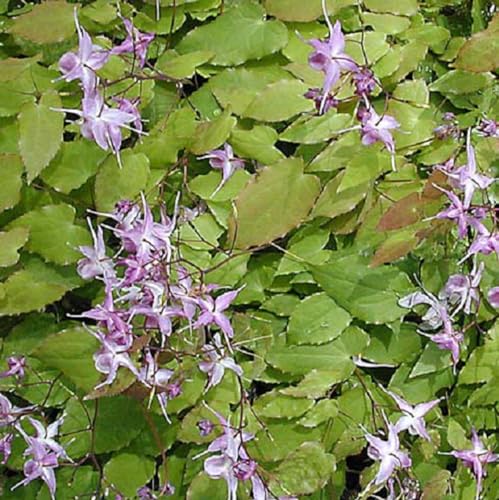 6 x Elfenblume Lilafee - Epimedium Grandiflorum 'Lilafee' Topf 9x9cm: Lila Blüten, ideal für schattige Plätze, wintergrün, Bodendecker. von Arborix, grüner und billiger!