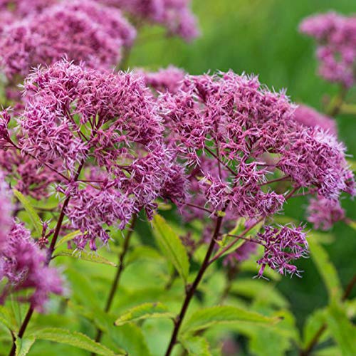 6 x Großer Wasserdost Guttball - Eupatorium Fistulosum 'Guttball' Topf 9x9cm: Rote Blütenbälle, imposanter Wuchs, pflegeleicht, für Teichränder. von Arborix