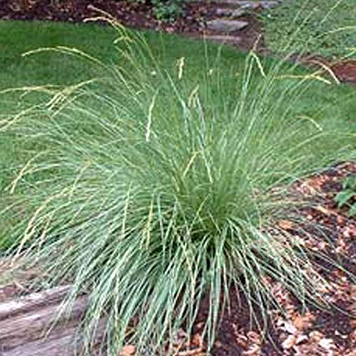 6er-Set Atlas Schwingel - Festuca Mairei: Weltweite Schönheit im 9x9cm Topf. von Arborix, grüner und billiger!