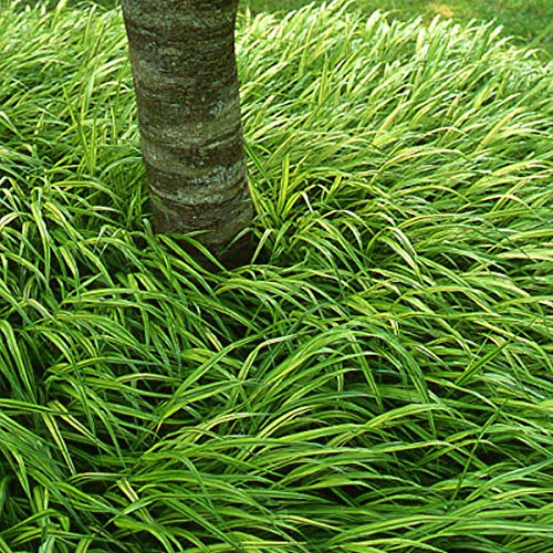 6er-Pack Japanisches Berggras - Hakonechloa Macra: Asiatische Eleganz im 9x9cm Topf. von Arborix, grüner und billiger!