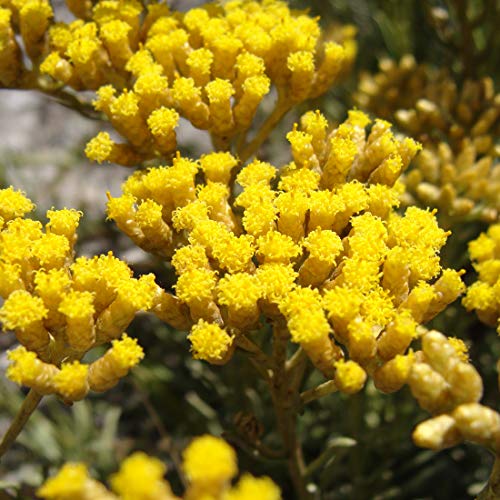 6 x Currykraut - Helichrysum Italicum: Duftendes Currykraut. von Arborix, grüner und billiger!