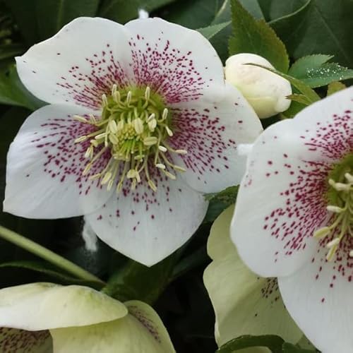 6 x Christrose 'Spotted Hybrid' - Helleborus Orientalis 'Spotted Hybrids': Gefleckte Christrosenblüten. von Arborix, grüner und billiger!