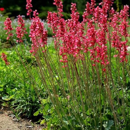 6 x Heuchera Brizoides 'Pluie De Feu' - Purpurglöckchen Pluie de Feu Topf 9x9cm von Arborix