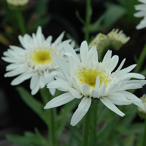 6 x Margerite 'Christine Hagemann' - LeucanthemumTopf 9x9cm: Weiße Blüten, gelbes Zentrum, für sonnige Beete. von Arborix, grüner und billiger!