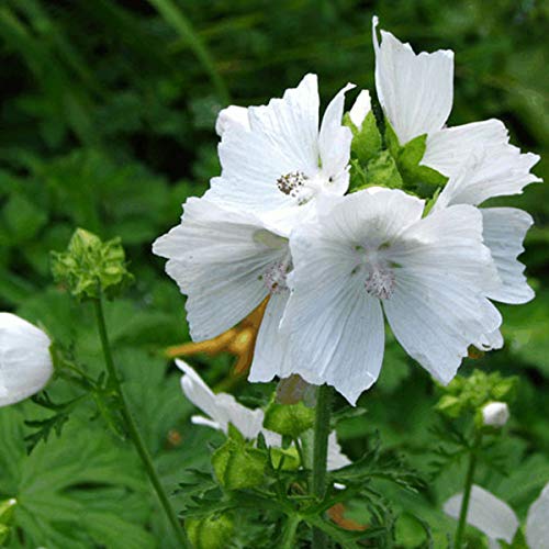 6 x Malva Moschata 'Alba' - Moschus Malve weiß Topf 9x9cm von Arborix